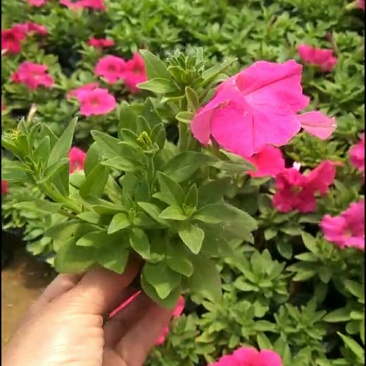 矮牵牛
