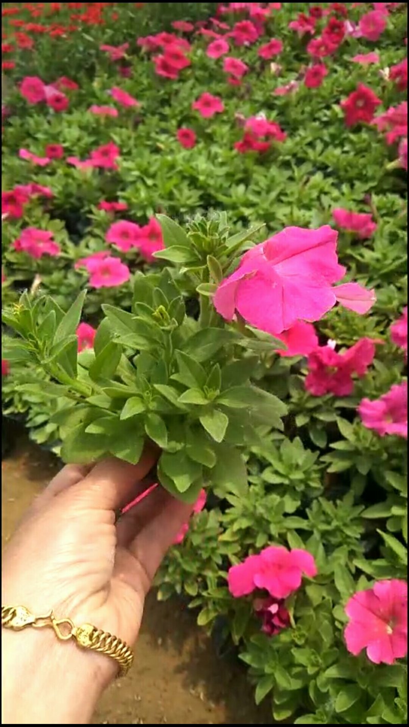矮牵牛