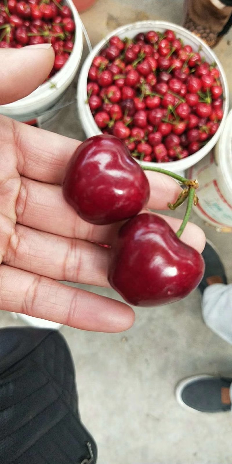 大樱桃