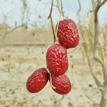 特级若羌红枣沙漠戈壁滩种植产地批发一件代发