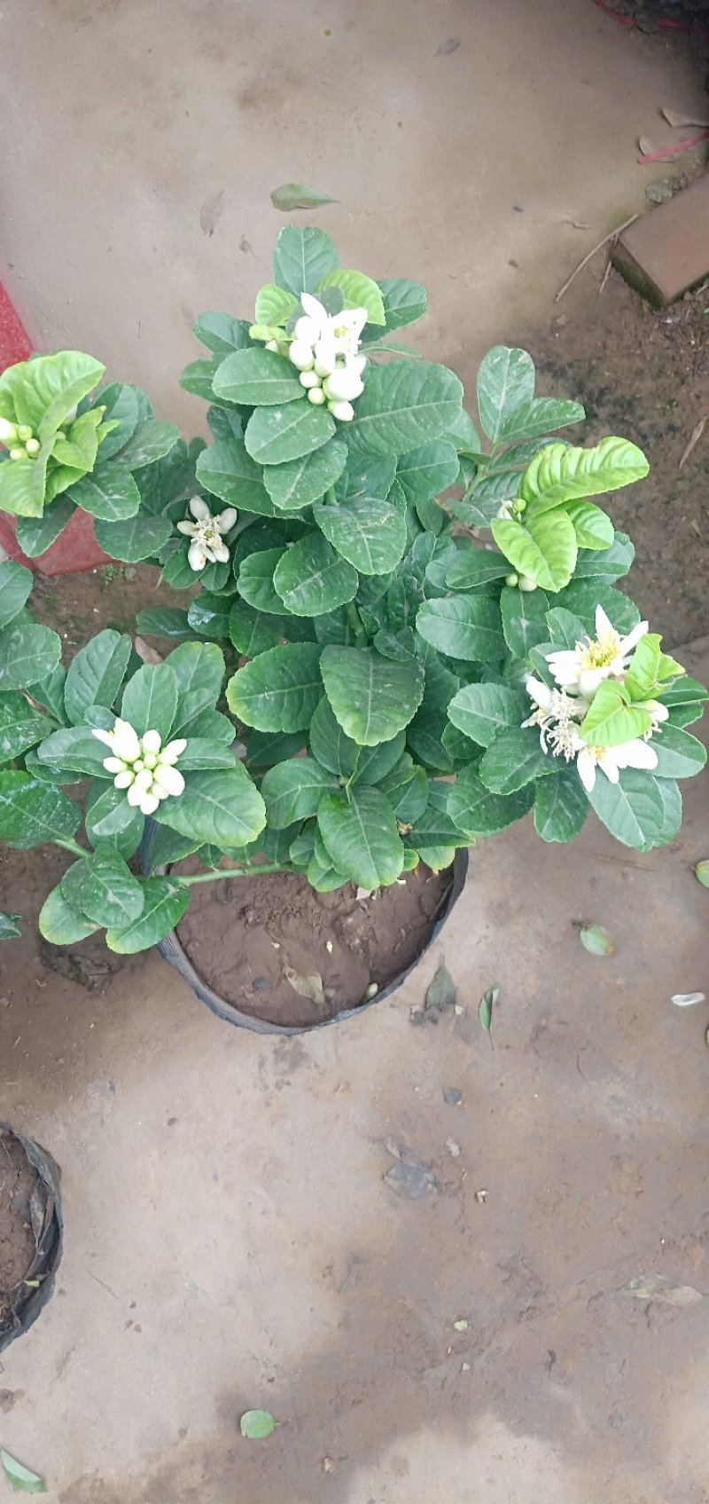 柠檬苗。基地直销，果树苗柠檬大小规格齐全。