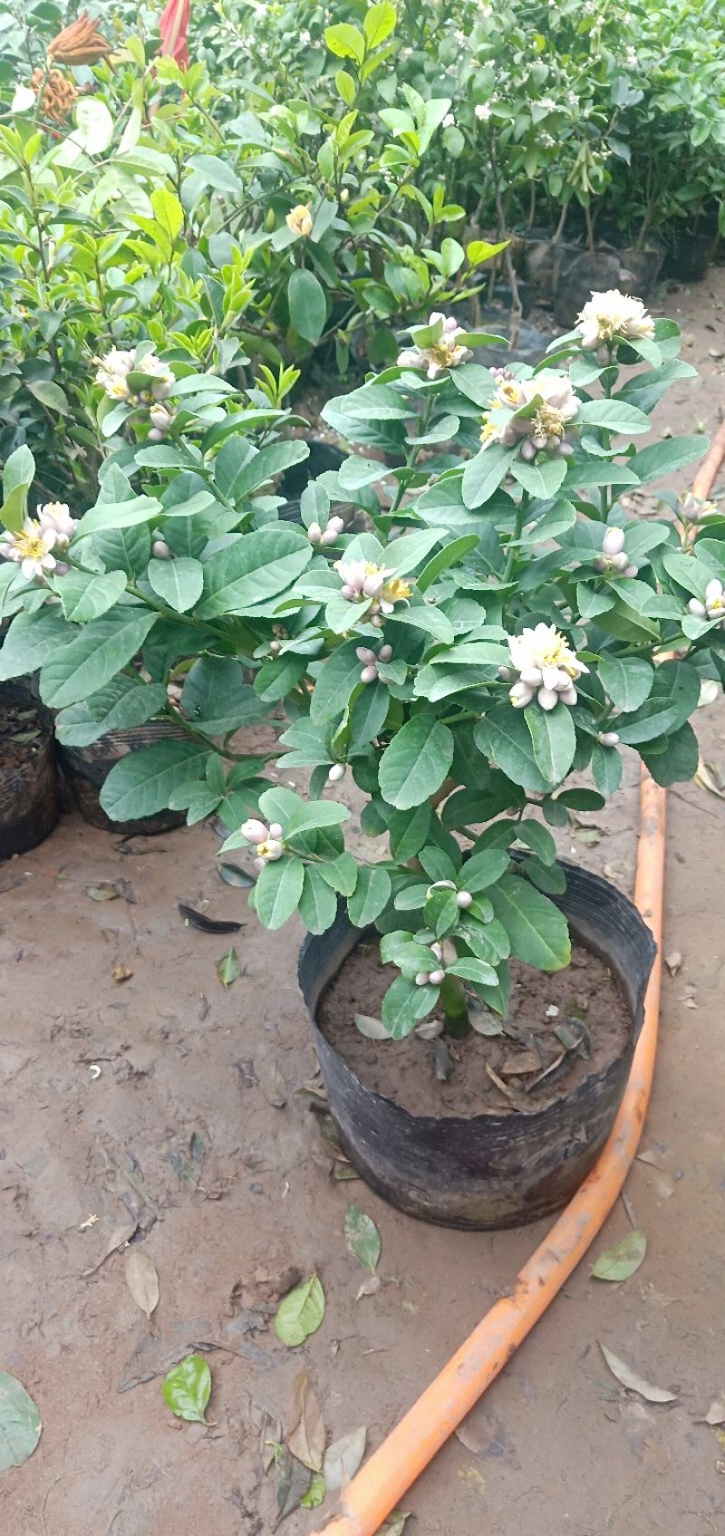 柠檬苗。基地直销，果树苗柠檬大小规格齐全。