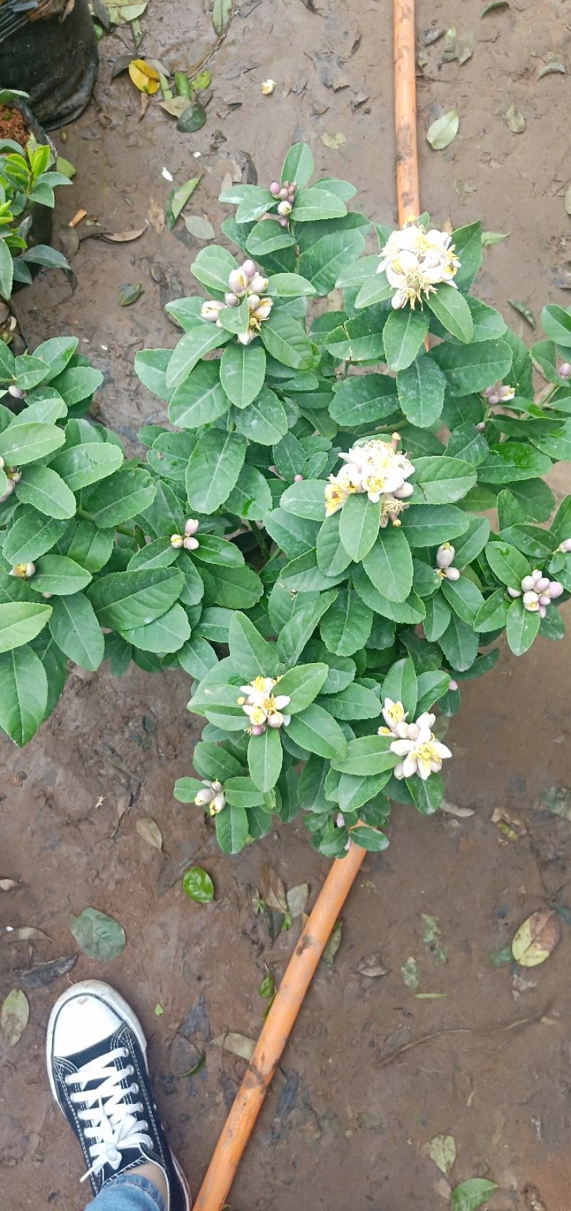 柠檬苗。基地直销，果树苗柠檬大小规格齐全。