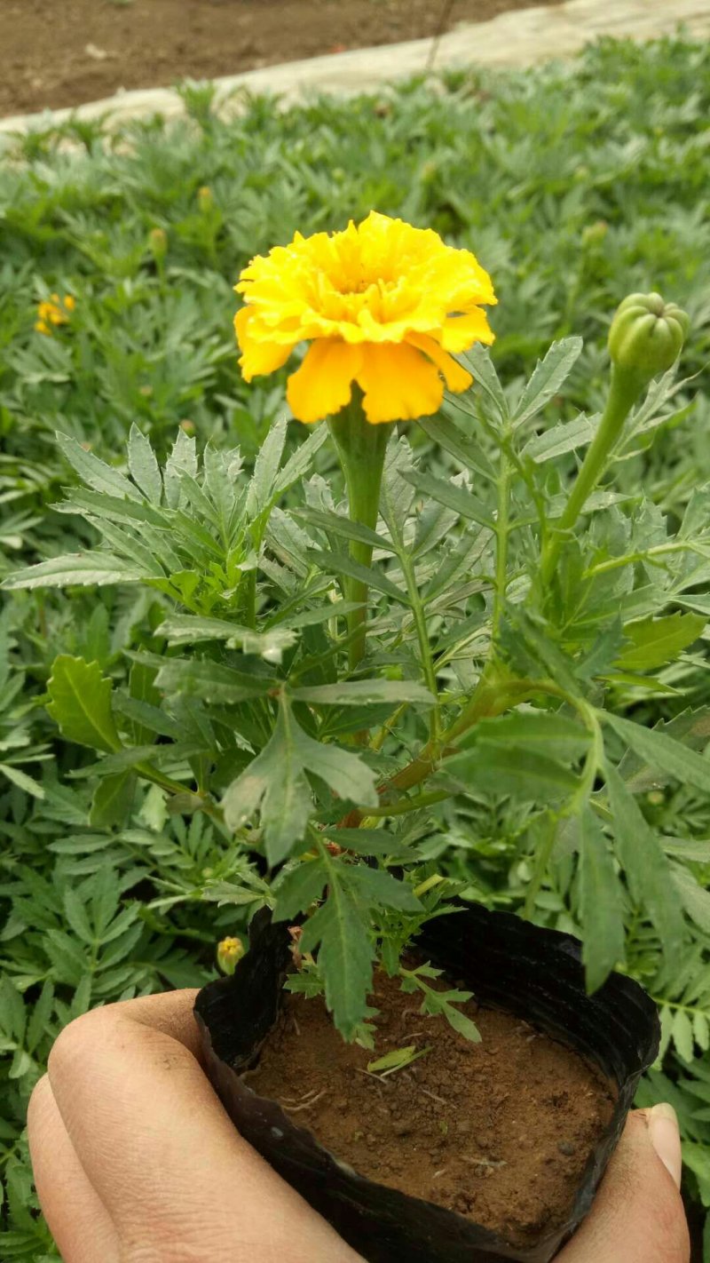 孔雀草