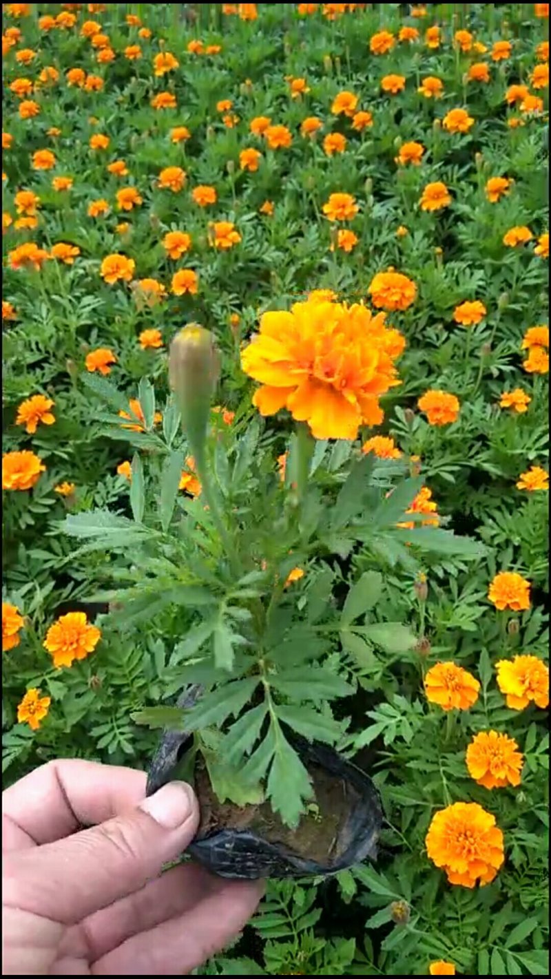 孔雀草