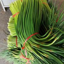 金乡红帽蒜苔、五一大量上市支持精加工全国市场