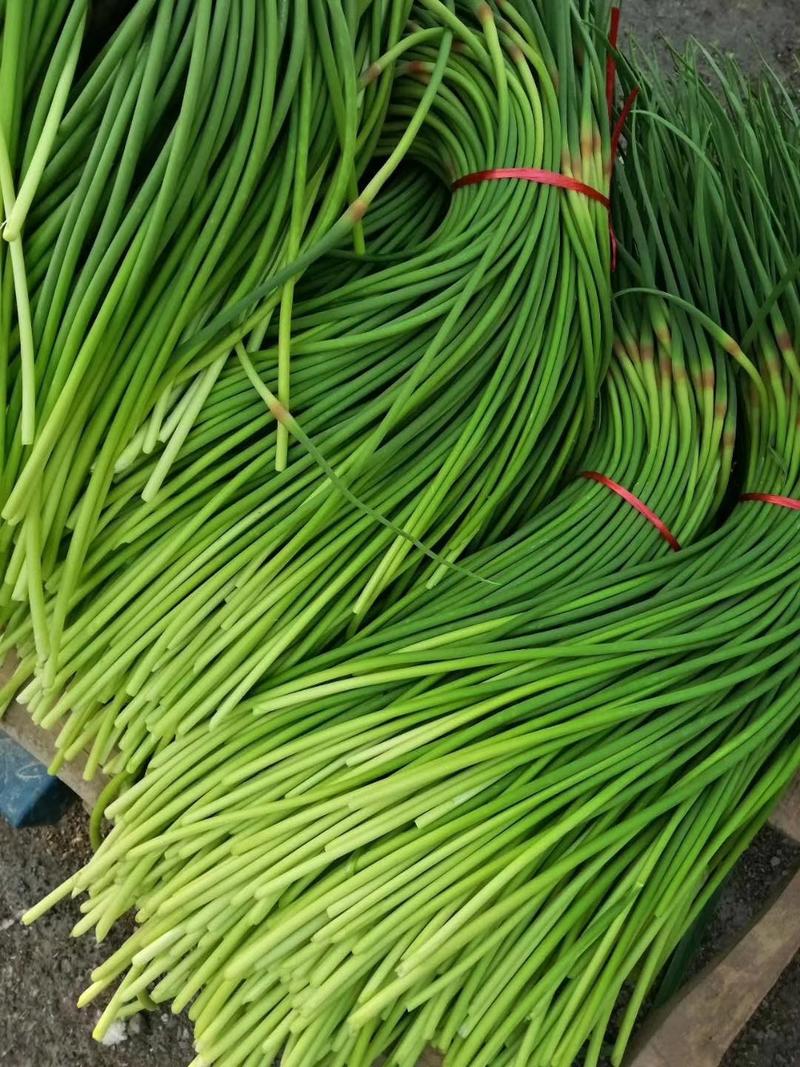 金乡红帽蒜苔、五一大量上市支持精加工代发全国市场