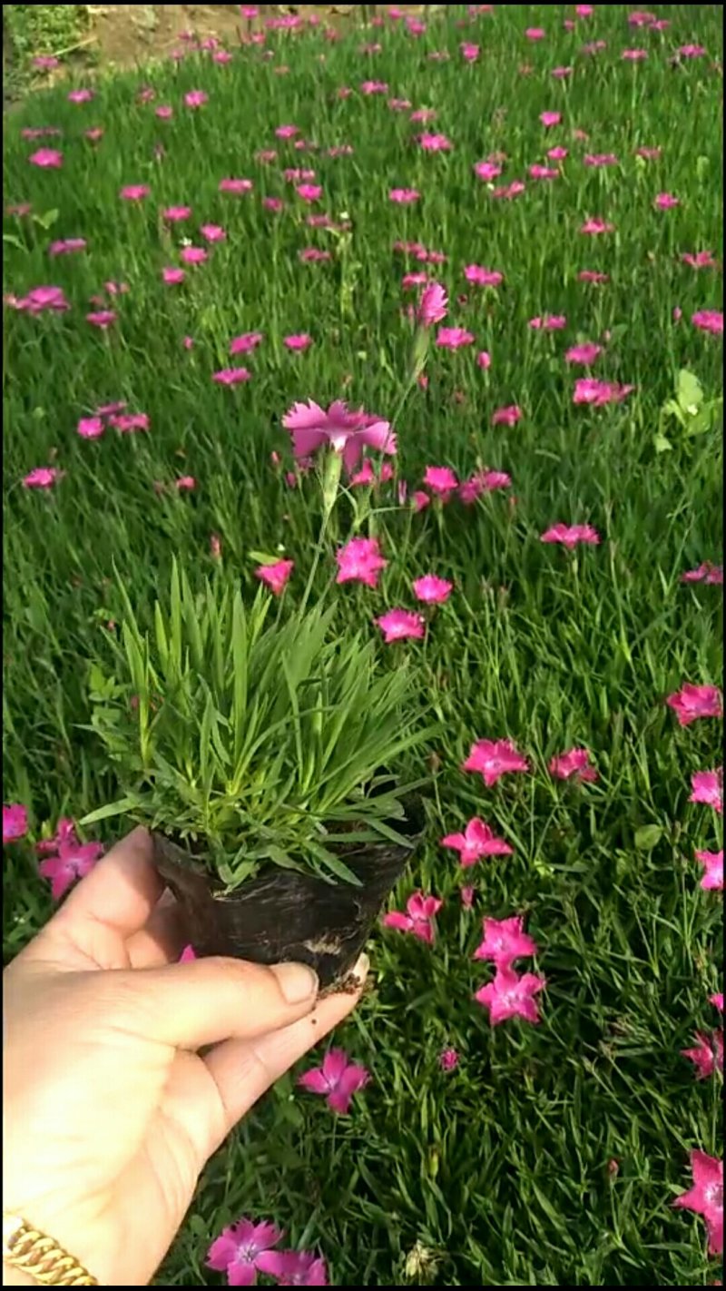 欧石竹