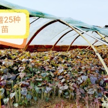 红薯种苗