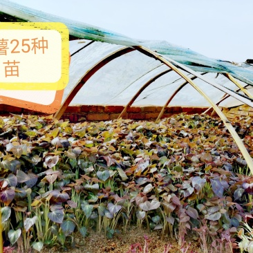 红薯种苗