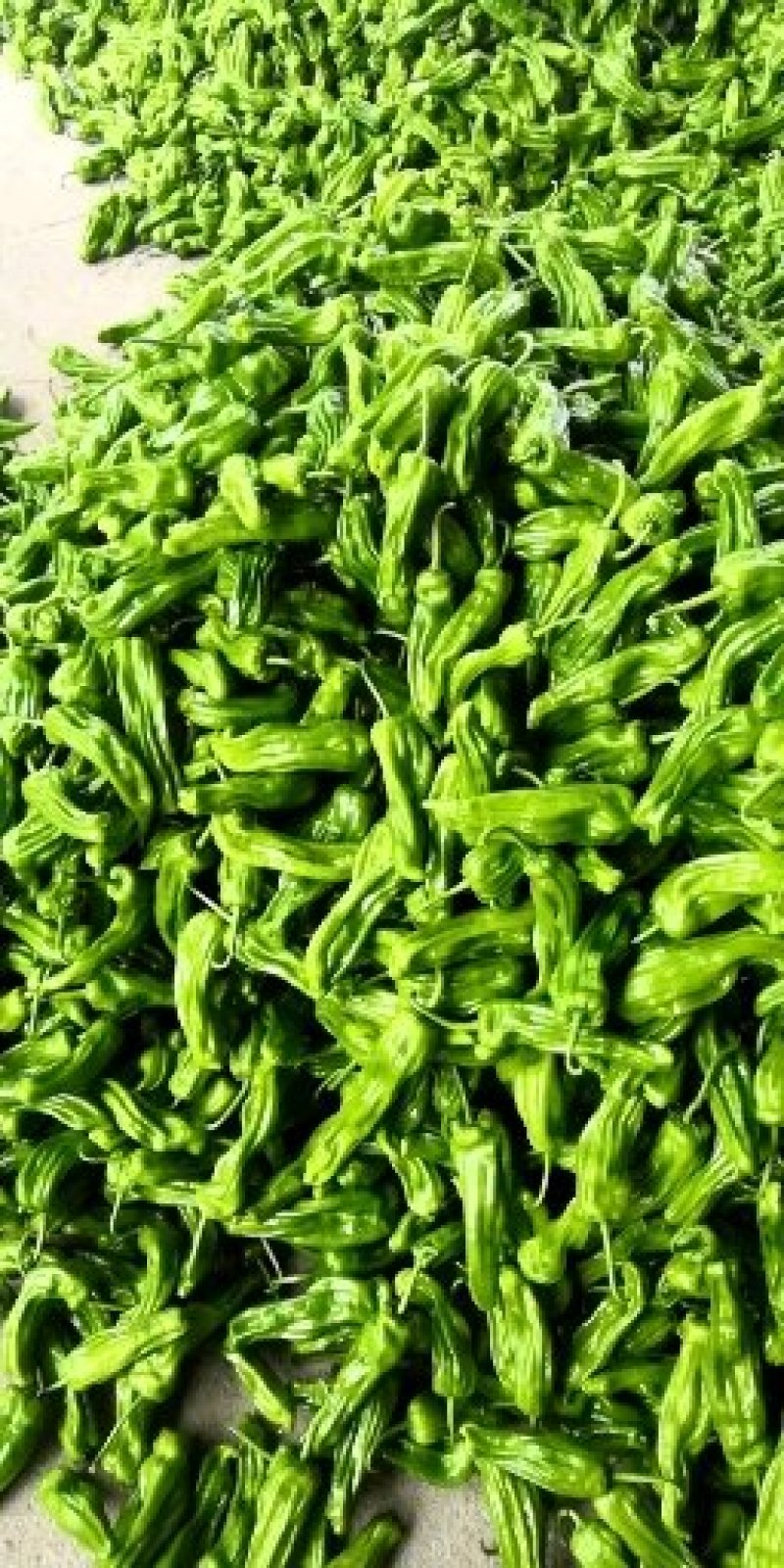 山东薄皮椒芜湖椒10~15厘米青中辣大量上市
