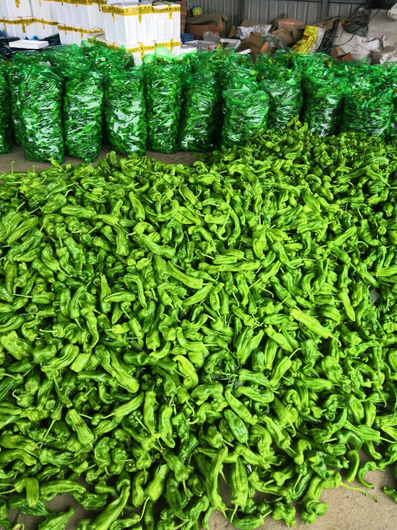 山东薄皮椒芜湖椒10~15厘米青中辣大量上市