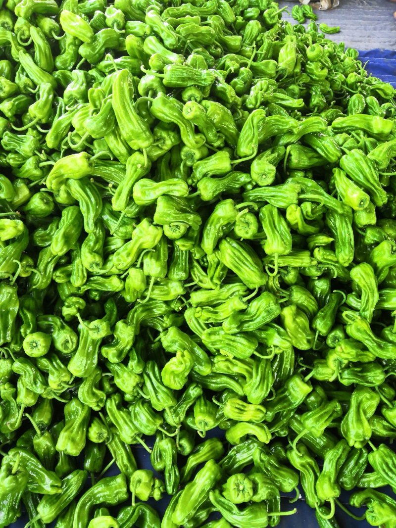 山东薄皮椒芜湖椒10~15厘米青中辣大量上市