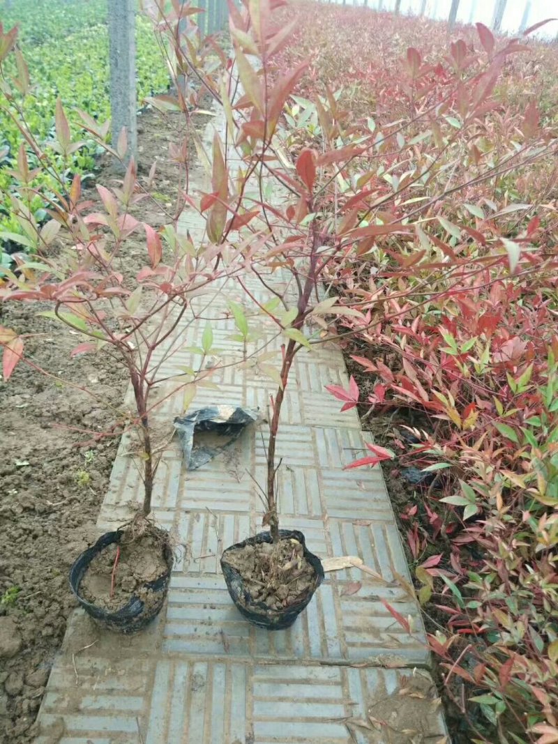 南天竹