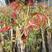香椿种子新采红油香椿籽发芽率95%以上