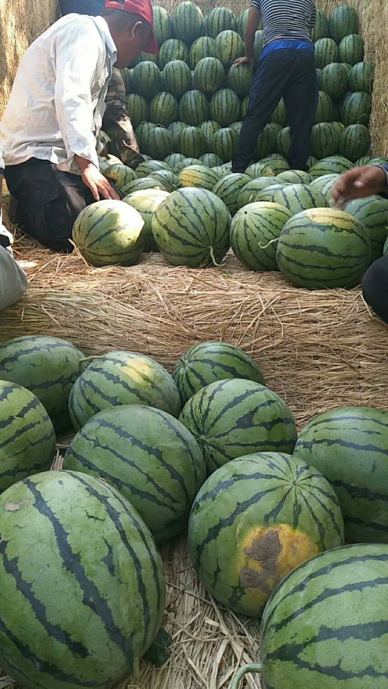 西瓜京欣西瓜批发，京欣西瓜产地代办