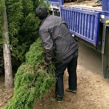 塔柏基地直销1.5米，规格齐全，量大优惠，回头客多。