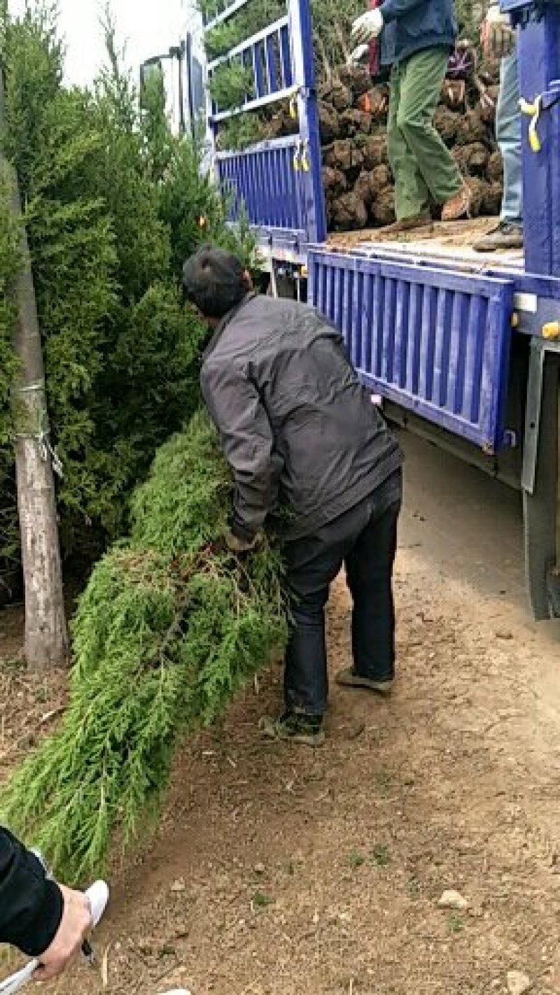 塔柏基地直销1.5米，规格齐全，量大优惠，回头客多。