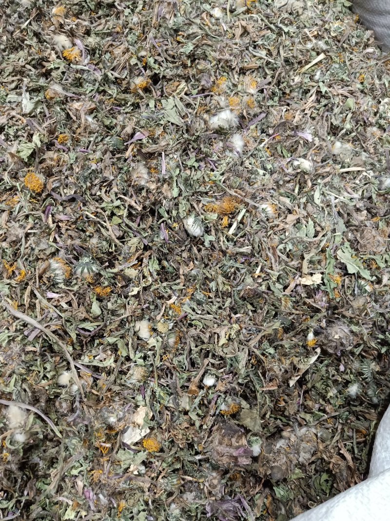 蒲公英