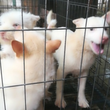 下司犬，大小都有喜欢打猎的老板看看吧