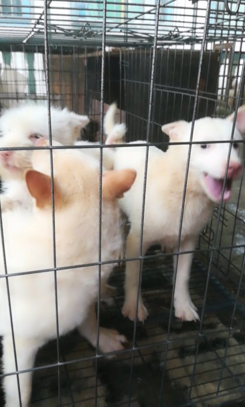 下司犬，大小都有喜欢打猎的老板看看吧