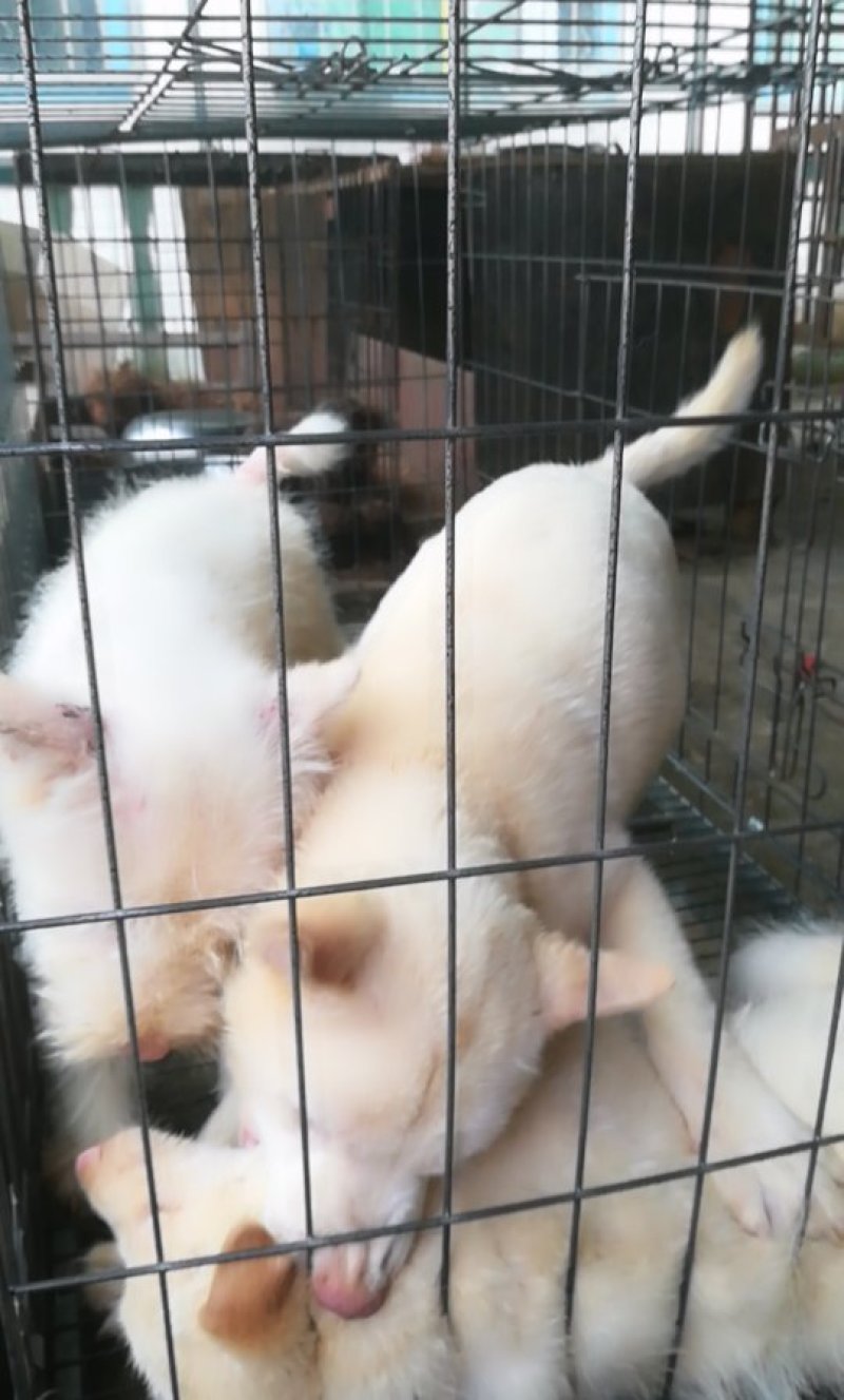 下司犬，大小都有喜欢打猎的老板看看吧