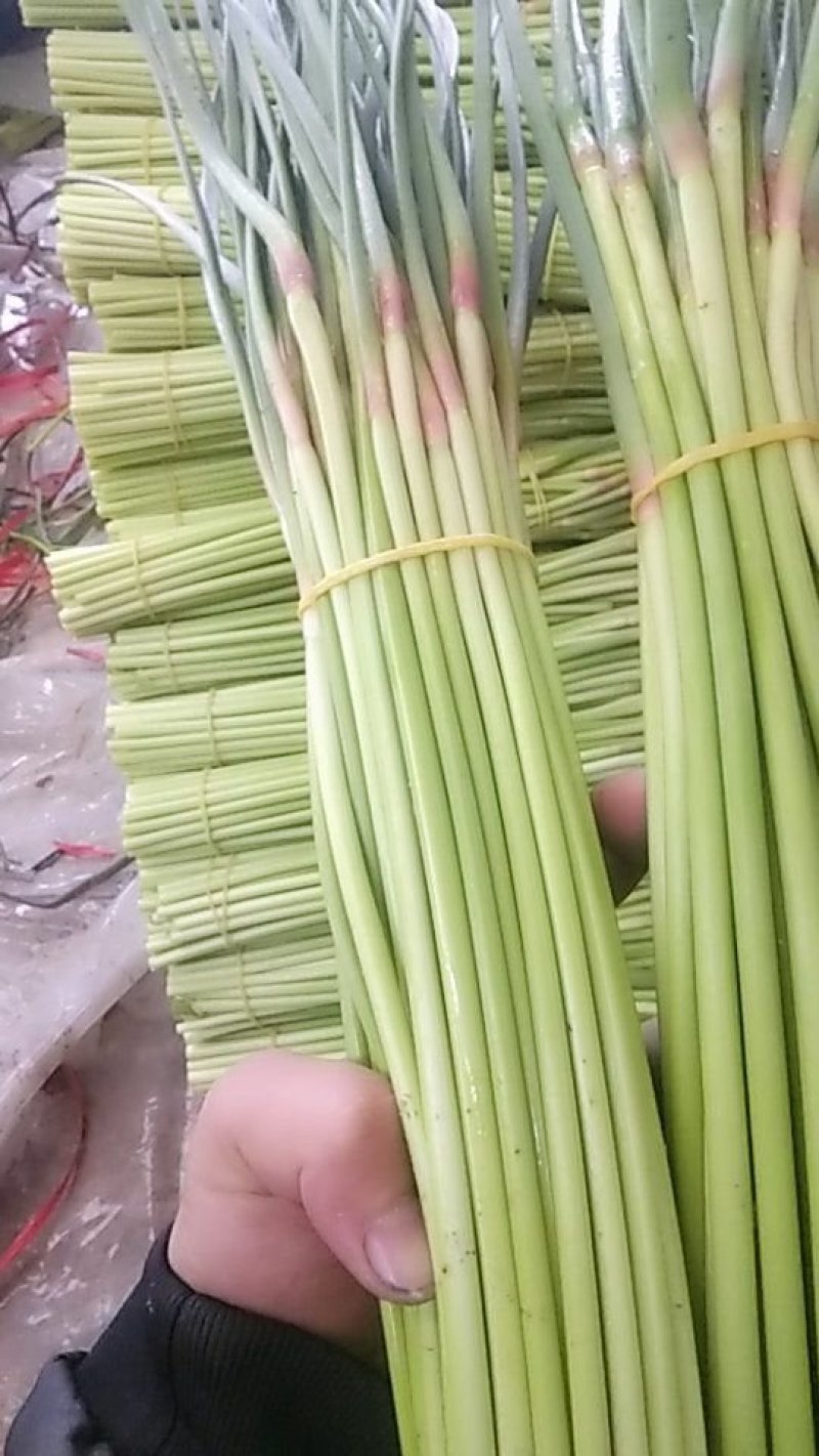 红帽蒜薹（长期供货）手扎蒜薹。各种分装。打包加工。