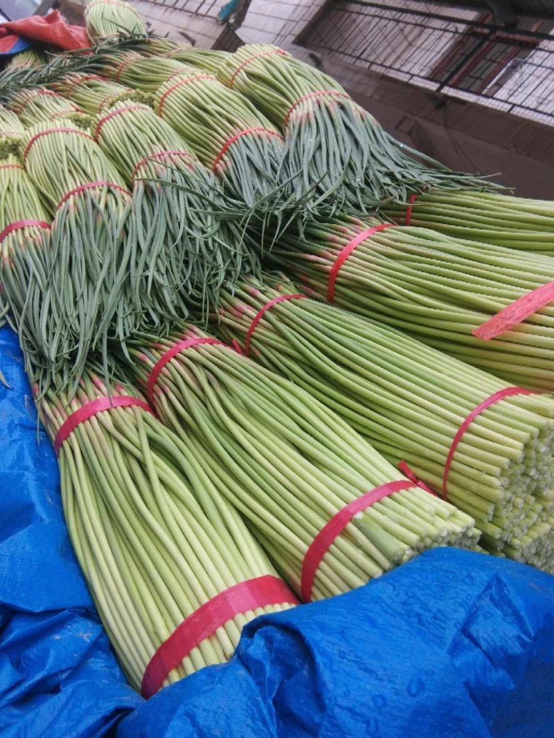 红帽蒜薹（长期供货）手扎蒜薹。各种分装。打包加工。