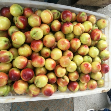 曙光油桃，中油4号，黄肉甜油桃，大量上市，日供货10万斤