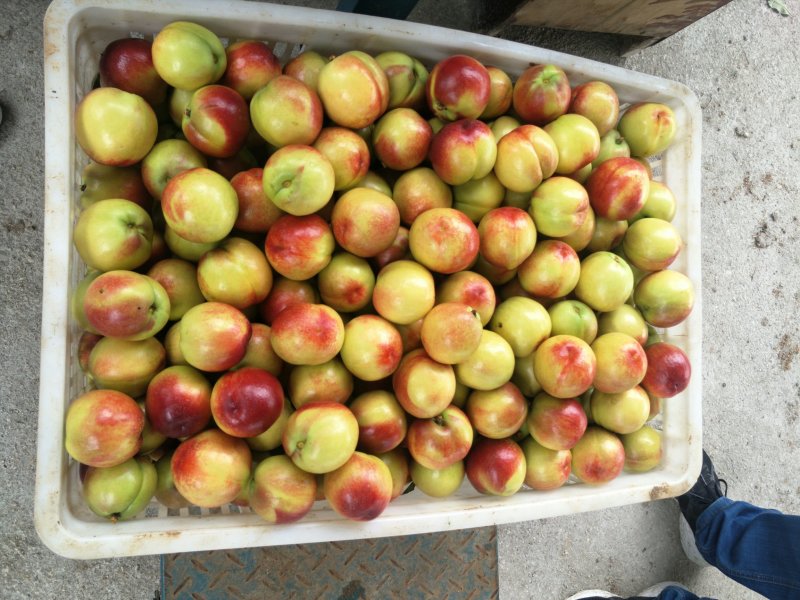 曙光油桃，中油4号，黄肉甜油桃，大量上市，日供货10万斤