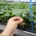 嫁接37-79辣椒苗荷兰进口无限生长黄绿皮大果尖椒