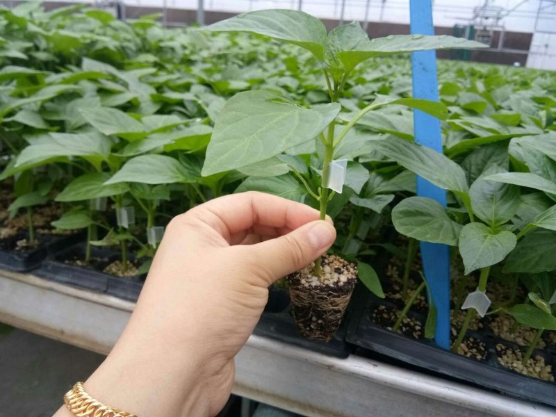 嫁接37-79辣椒苗荷兰进口无限生长黄绿皮大果尖椒