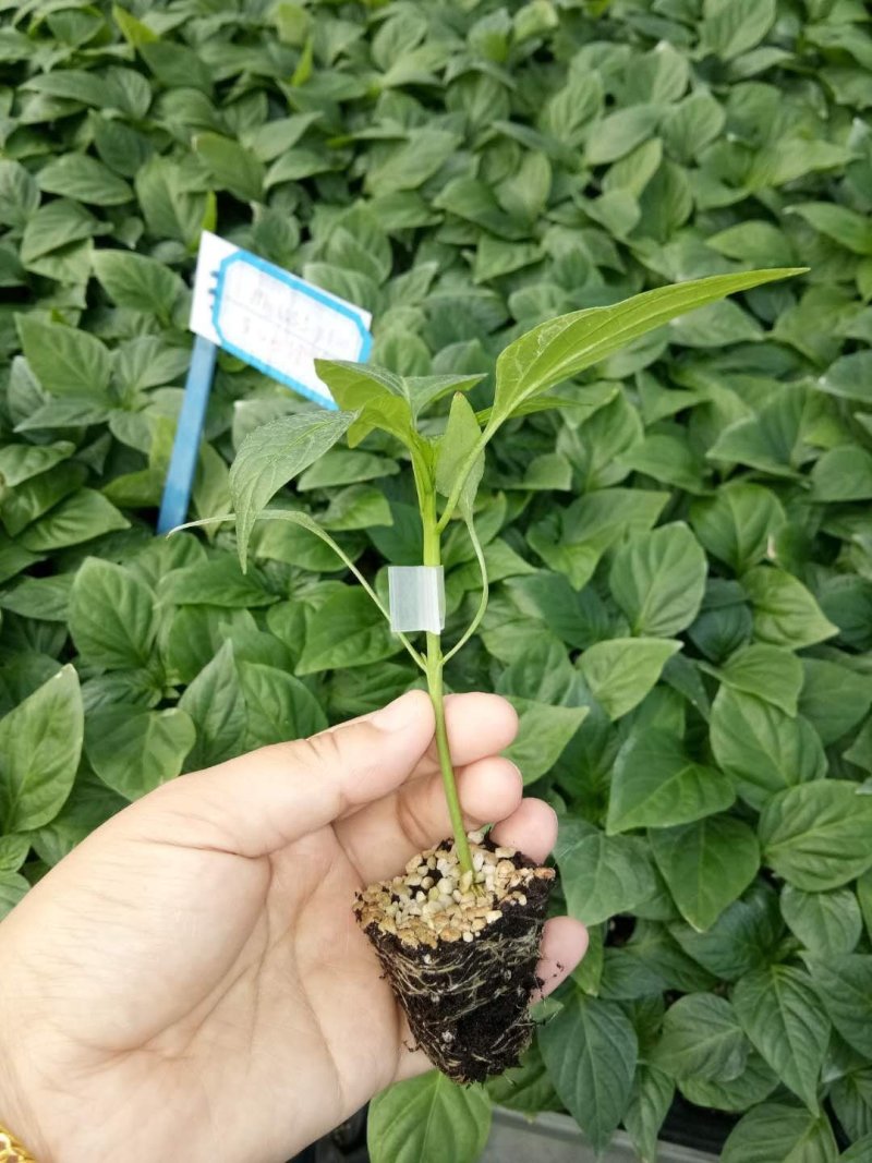 嫁接37-79辣椒苗荷兰进口无限生长黄绿皮大果尖椒