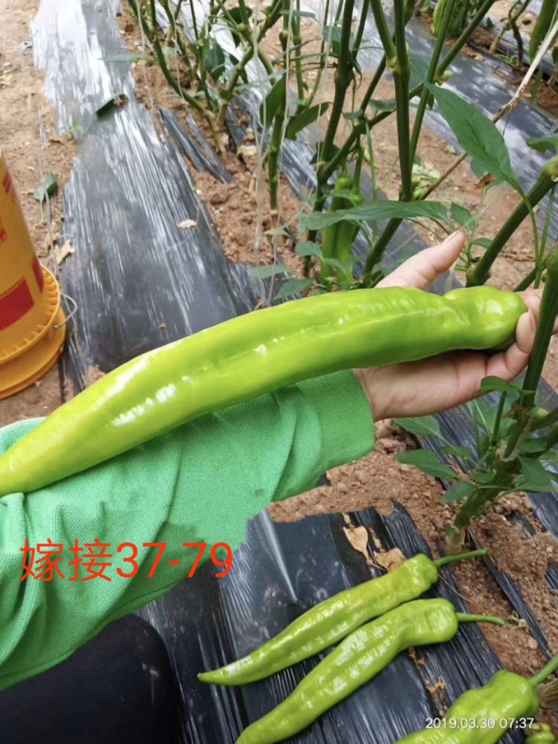 嫁接37-79辣椒苗荷兰进口无限生长黄绿皮大果尖椒