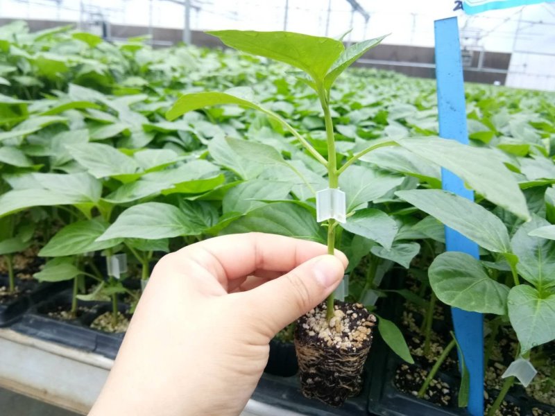 嫁接37-79辣椒苗荷兰进口无限生长黄绿皮大果尖椒