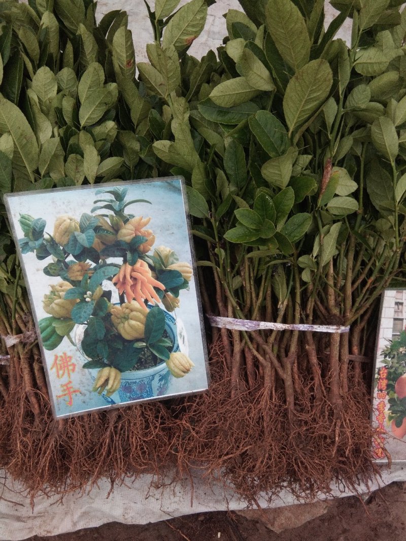 佛手苗包品种假一赔十基地直销