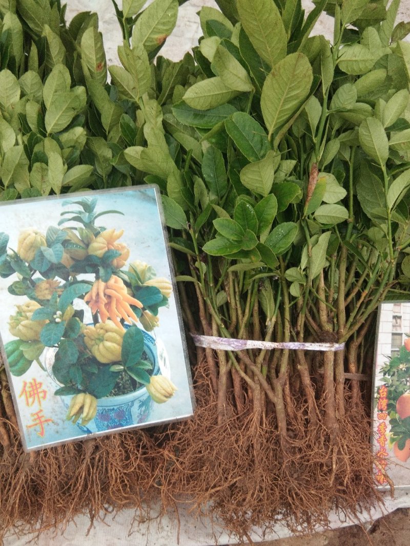 佛手苗包品种假一赔十基地直销