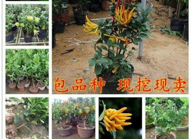 佛手苗包品种假一赔十基地直销