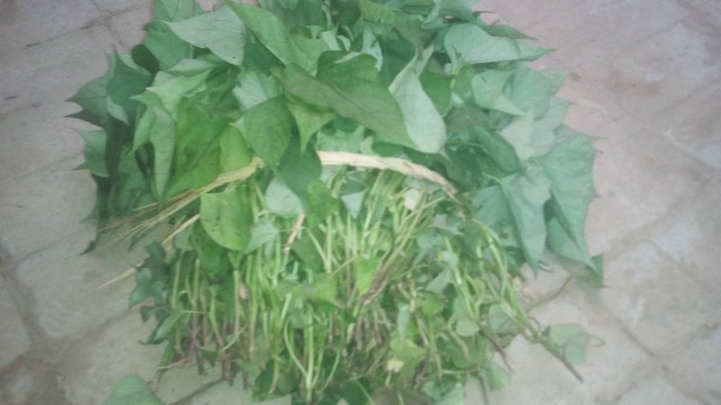 开花红薯苗