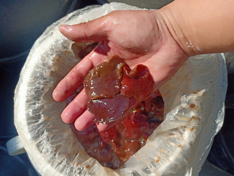 牛肝菌，盐渍红乳牛肝菌