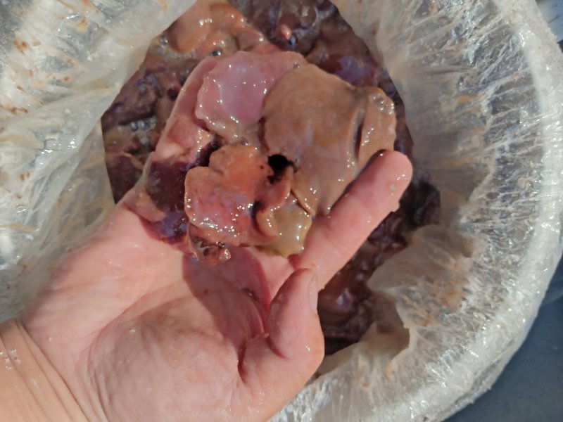 牛肝菌，盐渍红乳牛肝菌
