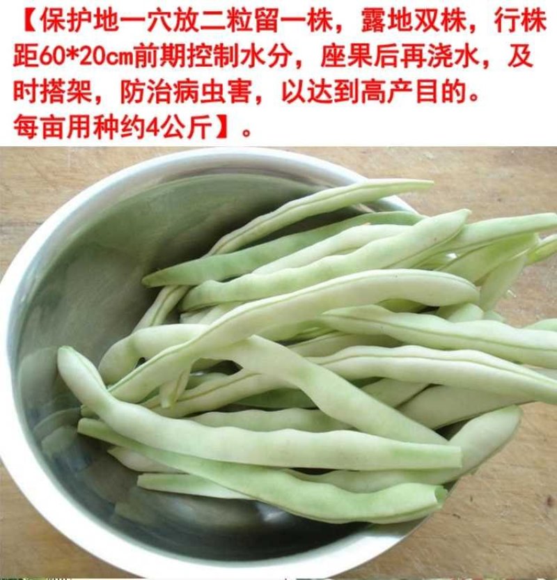 九粒白芸豆种子春季四季播豆抗病高产