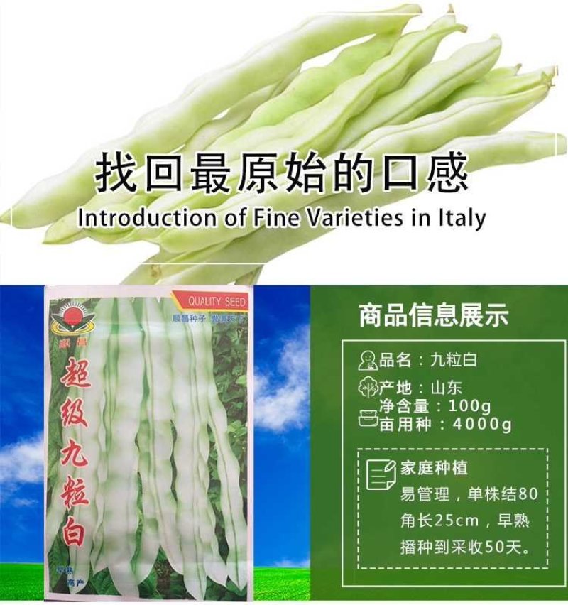 九粒白芸豆种子春季四季播豆抗病高产