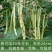 九粒白芸豆种子春季四季播豆抗病高产