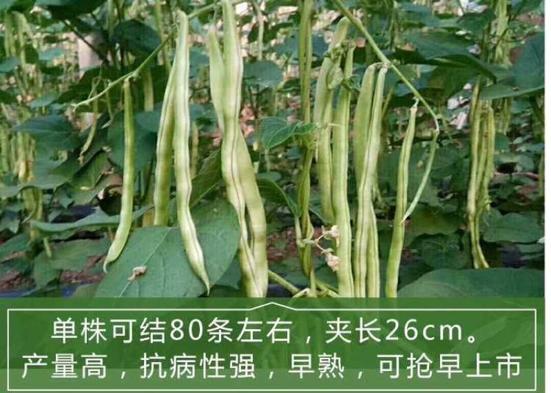 九粒白芸豆种子春季四季播豆抗病高产