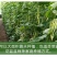 九粒白芸豆种子春季四季播豆抗病高产