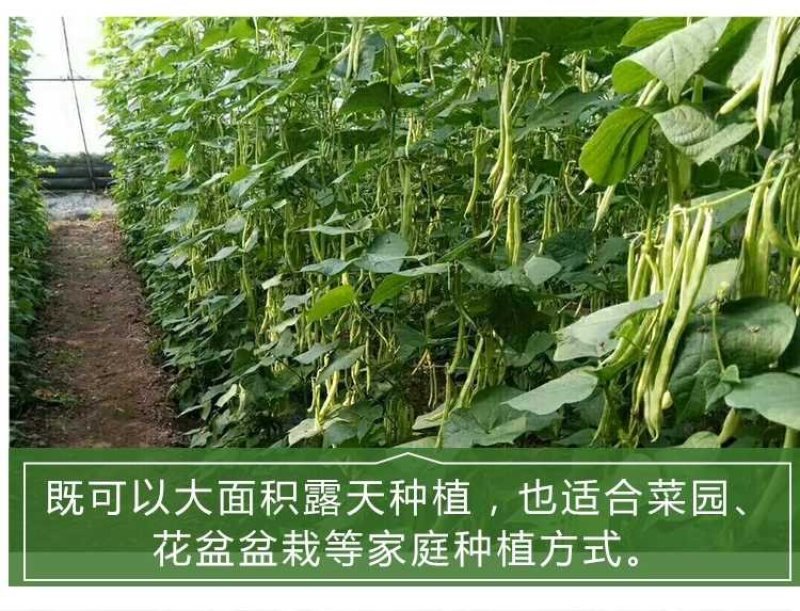 九粒白芸豆种子春季四季播豆抗病高产