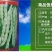 九粒白芸豆种子春季四季播豆抗病高产
