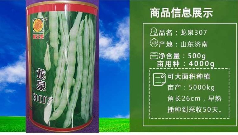 九粒白芸豆种子春季四季播豆抗病高产