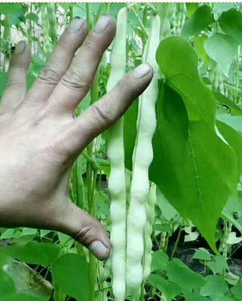 九粒白芸豆种子春季四季播豆抗病高产